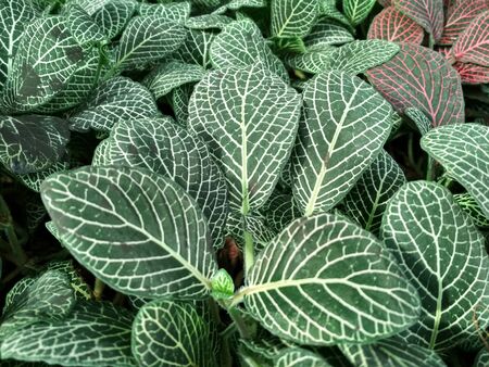 Green leaves Fittonia with contrasting white or pink veins. Natural green background leaves.