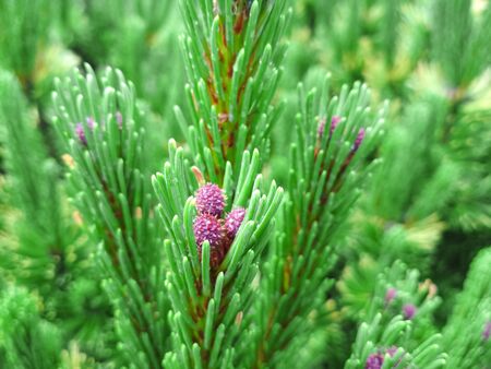 Young Pine buds in spring. Pinus mugo, dwarf mountain pine, mugo pine.の写真素材