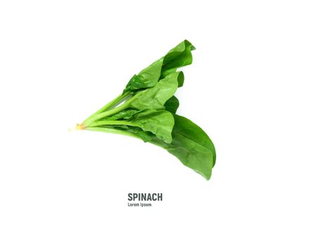 Spinach leaves isolated on white background.の写真素材