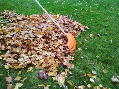 Pile of fall leaves with fan rake on lawn.