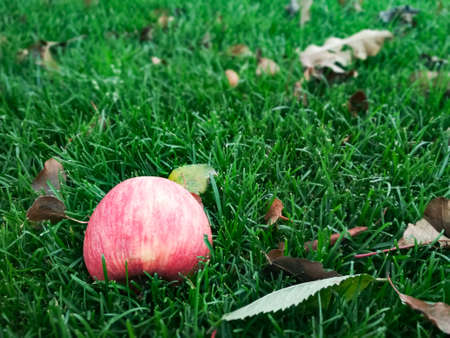 Red apple on grass in the garden. Lawn blur with soft light for background