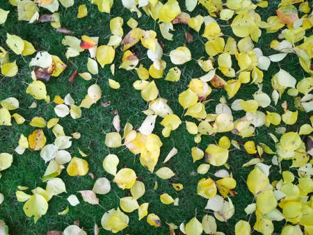 Autumn background. Background of autumn multicolored leaves.