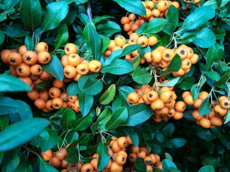 Pyracantha coccinea berries in the fall season. Pyracantha firethornの写真素材