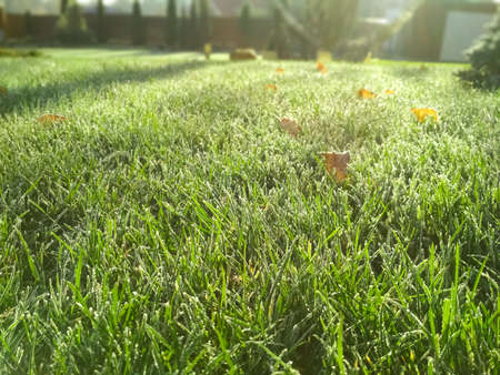 Close up young green grass. Morning frost on lawn.. Lawn blur with soft light for background.の写真素材