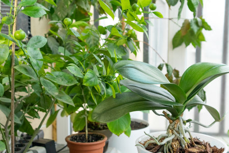 Man caring for indoor houseplant. House plant care concept.の写真素材