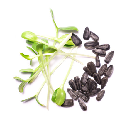 Close-up of sunflower microgreens on the white background. Seed Germination at home. Crop microgreens.の写真素材