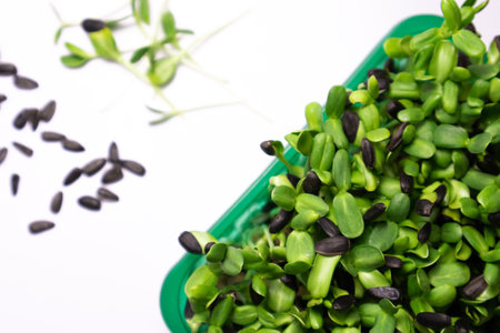 Close-up of sunflower microgreens on the white background. Seed Germination at home. Crop microgreens.の写真素材