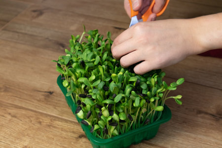 Microgreen sunflower sprouts in female hands. Raw sprouts microgreens, ealthy eating.の写真素材
