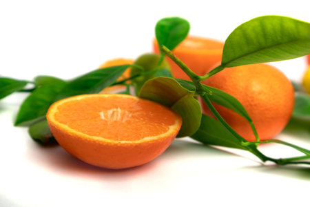 Ripe tangerines with leaves on a white background.の写真素材