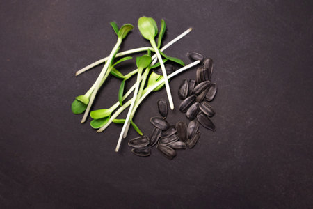 Microgreens sunflower at black background. Healthy lifestyle.の写真素材