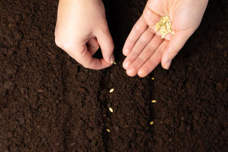 Farmer hand sawing seed on soil close up. Farmers Hand Planting Seeds, selective focus.の写真素材