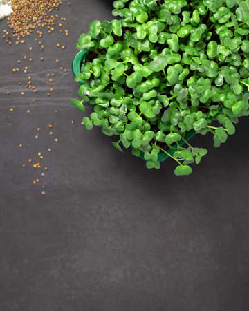 Rradish microgreens in black background. Micro greens radish growing in box. Healthy lifestyle.の写真素材
