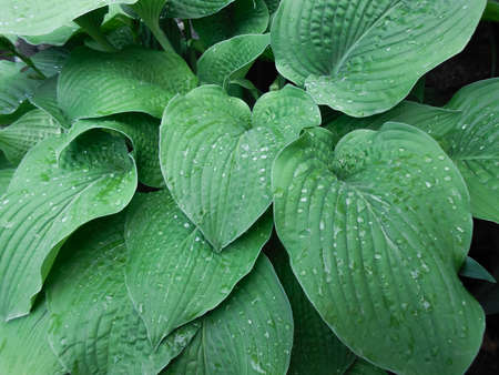 Hosta leaves background with drop of dew in morning on leaf.