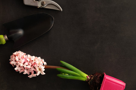 Garden tools and spring flowers on black background. Selective focus. Top view.の写真素材