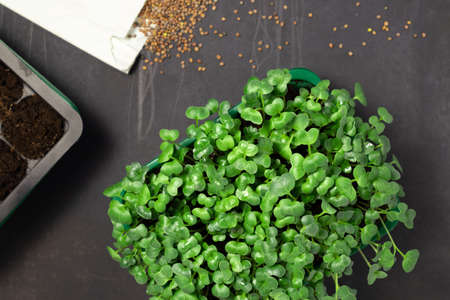 Rradish microgreens in black background. Micro greens radish growing in box. Healthy lifestyle.の写真素材