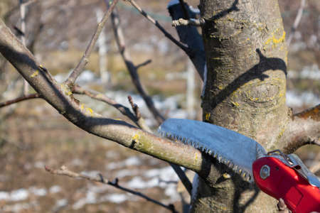 Pruning apple tree in orchard. A apple orchard in the sun on a blue sky day.の写真素材