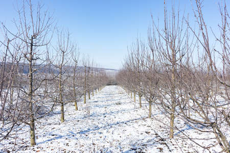 A apple orchard in the sun on a blue sky day.の写真素材