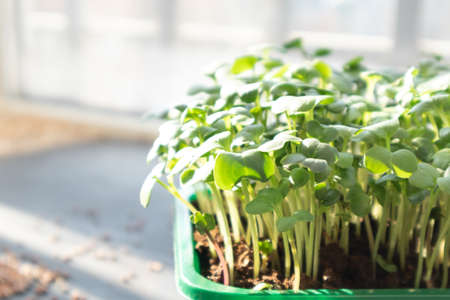 Microgreens growing on windowsill. Micro green radish growing in box. selective focus