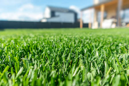 Close up of green lawn on a sunny day. Blue sky on the background. Selective focusの写真素材