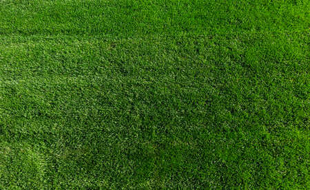 Close up of green lawn on a sunny day. Selective focus.の写真素材