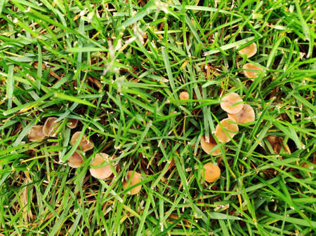 Wild mushroom growing in lawn. Lawn in bad condition and need maintaining.の写真素材