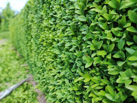 Boxwood bush, green leaves bush texture, blurred background. Cutting and pruning the boxwood.の写真素材