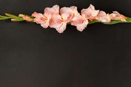 Pink gladioluses on black background. Gladiolus with copy space. Greeting card fo Valentines day, mothers day. Flat lay, top view. Frame of flowers.の写真素材