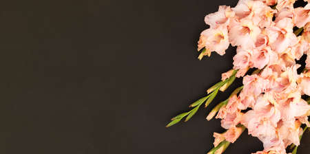 Pink gladioluses on black background. Gladiolus with copy space. Greeting card fo Valentines day, mothers day. Flat lay, top view. Frame of flowers.の写真素材