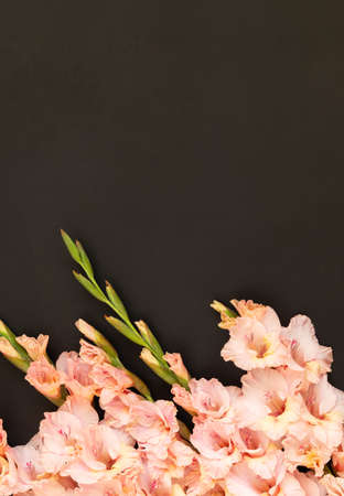 Pink gladioluses on black background. Gladiolus with copy space. Greeting card fo Valentines day, mothers day. Flat lay, top view. Frame of flowers.の写真素材