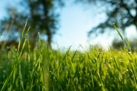 Spring season sunny morning in the garden, lawn with drops of water dew. Lawn blur with soft light for background.の写真素材