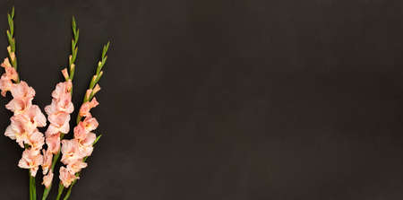 Pink gladioluses on black background. Gladiolus with copy space. Greeting card fo Valentines day, mothers day. Flat lay, top view. Frame of flowers.の写真素材