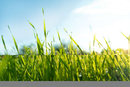 Spring season sunny morning in the garden, lawn with drops of water dew. Lawn blur with soft light for background.の写真素材