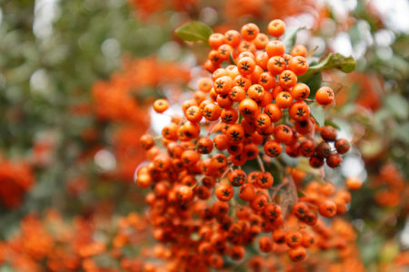 Firethorn or Pyracantha, decorative garden bush with bright orange berries. Close up of Pyracantha orange berries in autumn, selective focus.の写真素材