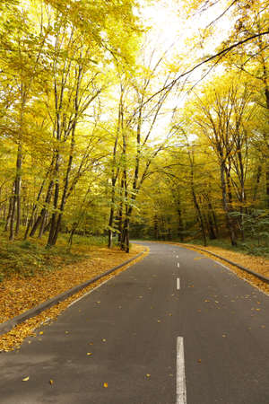 Winding road passing through the autumn forest. Empty forest road, littered with autumn leaves.