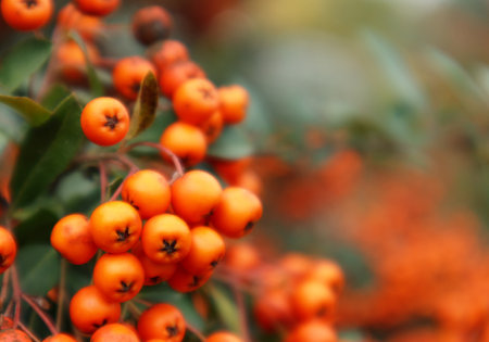 Firethorn or Pyracantha, decorative garden bush with bright orange berries. Close up of Pyracantha orange berries in autumn, selective focus.の写真素材