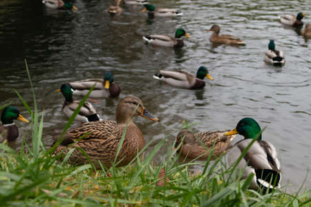 Wild-ducks swim along the river. Spring day.の写真素材