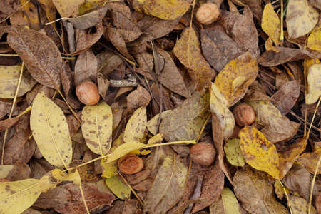 Walnut harvest. Walnuts on the yellow leaves in garden.