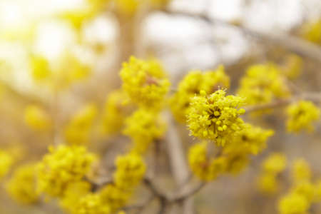 Dogwood or european cornel tree branches springtime in bloom, Cornelian cherry with yellow flowers in sunlight. Selective focus with copy spaceの写真素材