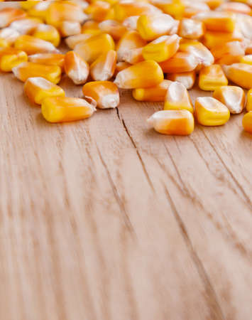 Heap of raw corns seeds, maize or sweetcorn kernels on wooden background. Selective focusの写真素材