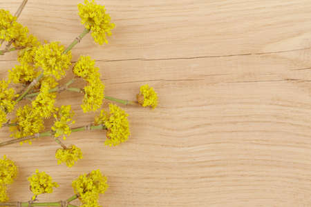 Spring yellow flowers Dogwood or european cornel tree on rustic wooden background. Selective focus with copy spaceの写真素材