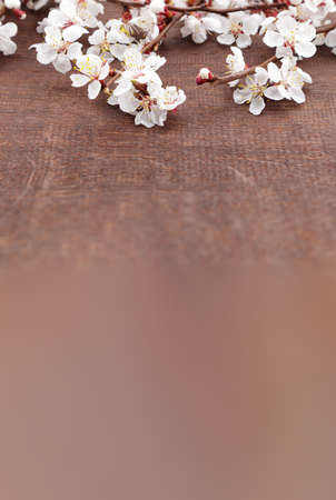 Apricot blossoms on branches on wooden background. Selective focusの写真素材