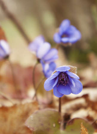 Hepatica first spring flowers. Blue flowers in forest.の写真素材