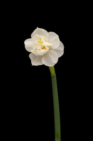 Spring flower daffodils or narcissus blooming on black background.の写真素材