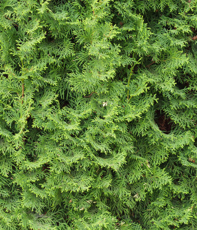 Thuja hedge texture. Arborvitae plant pattern. Gardening hedge backgroundの写真素材