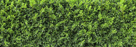 Boxwood hedge texture. Buxus plant pattern. Gardening hedge background.