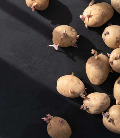 Seed potatoes with sprouts for spring planting on the black background.の写真素材