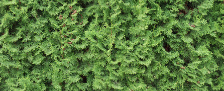 Thuja hedge texture. Arborvitae plant pattern. Gardening hedge backgroundの写真素材