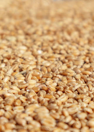 Closeup of harvest of ripe golden wheat, selected focus.の写真素材