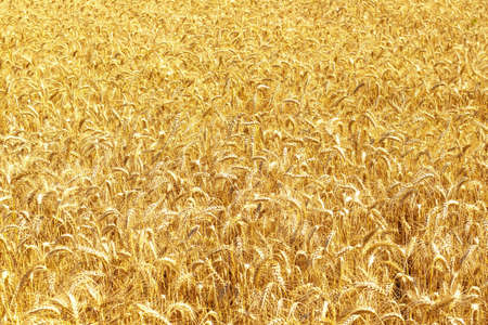 Gold wheat field and blue sky. Crops field. Selective focusの写真素材