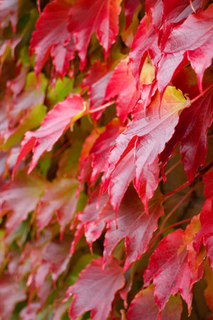 Autumn Red foliage boston ivy on a building exterior. Selective focusの写真素材